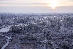 50199085 - sunrise on mystical 8,000 year old kemeri swamp in the morning mist. kemeri, latvia