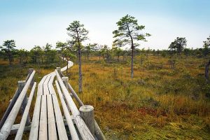 87403568 - big swamp wetlands kemeri national park, latvia. travel concept